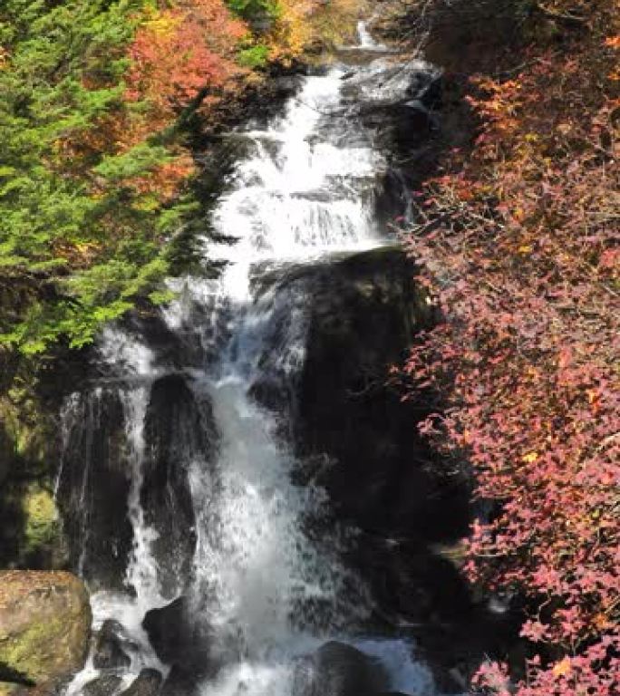秋季叶色垂直日本瀑布