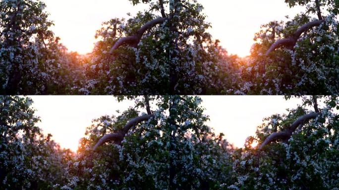 盛开的果园里的日落。关于精致的樱桃花的特写