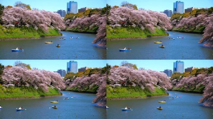 樱花花瓣落在日本东京的Chidorigafuchi公园公园