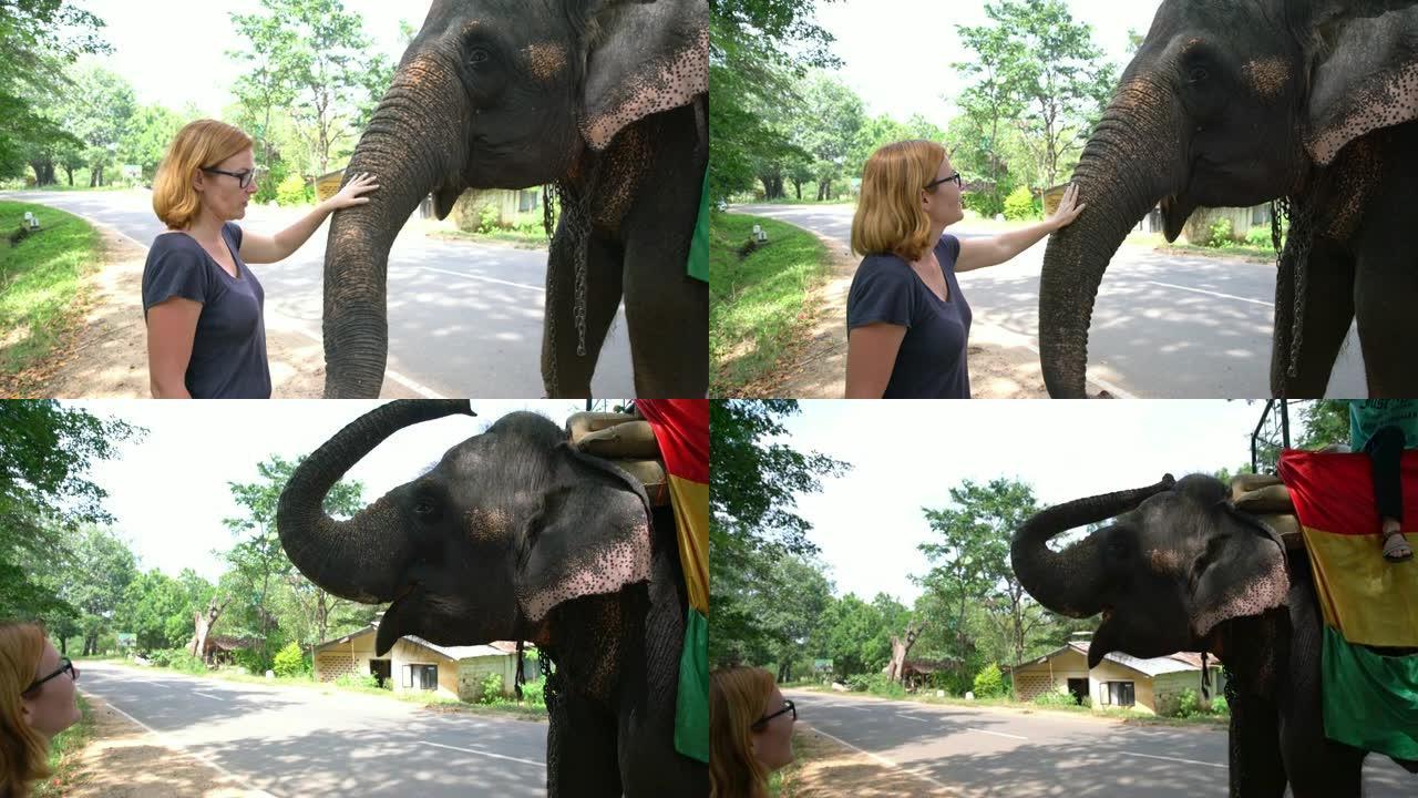 CU到斯里兰卡路边抚摸大象的女士
