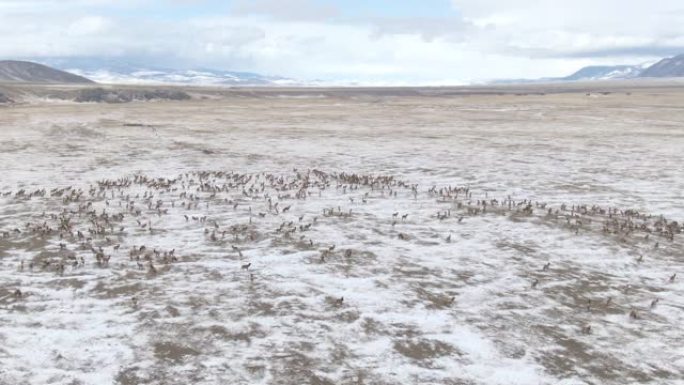 无人机: 冬天，一群麋鹿迁徙，在白雪皑皑的草原上高飞。