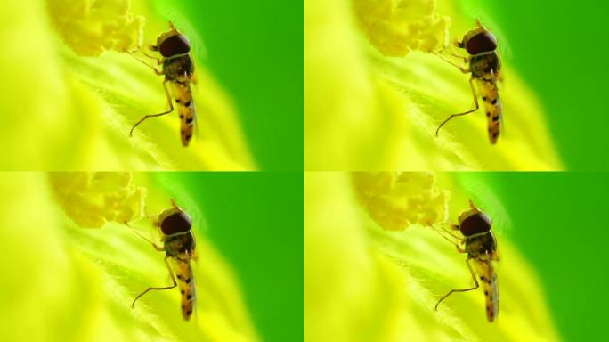 一只苍蝇在花中吃花粉的特写镜头，4k