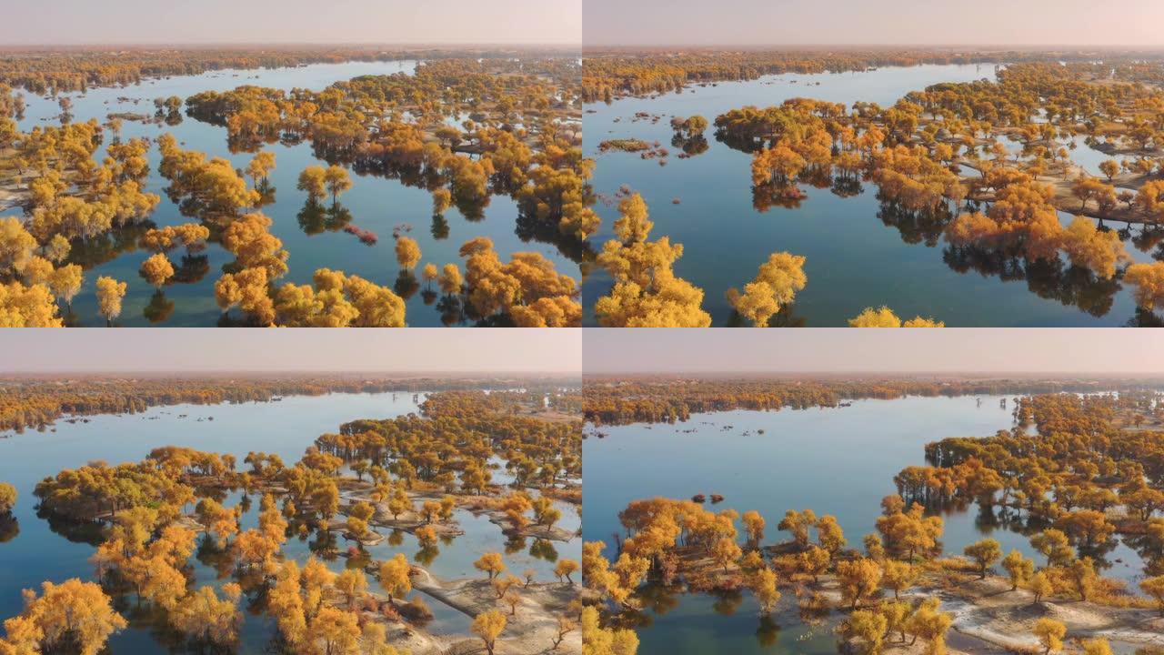 新疆鸟瞰图秋景林海金色