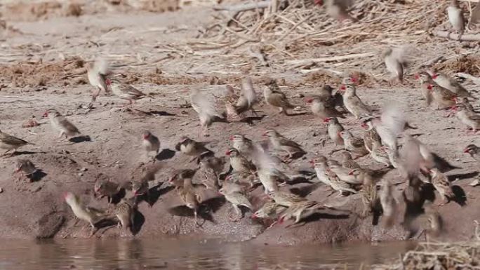 纳米比亚埃托沙国家公园水坑边缘一大群红嘴奎莱人的慢动作视图