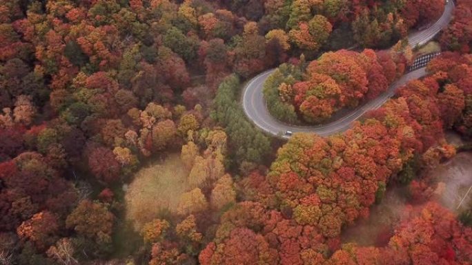 日本秋天森林中道路弯道的鸟瞰图会变色