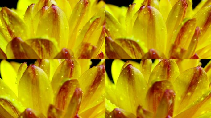 6k分辨率的彩色花朵的极端宏观拍摄。概念五彩缤纷和完美的自然与露珠在五彩缤纷和新鲜的花朵旋转和转动。