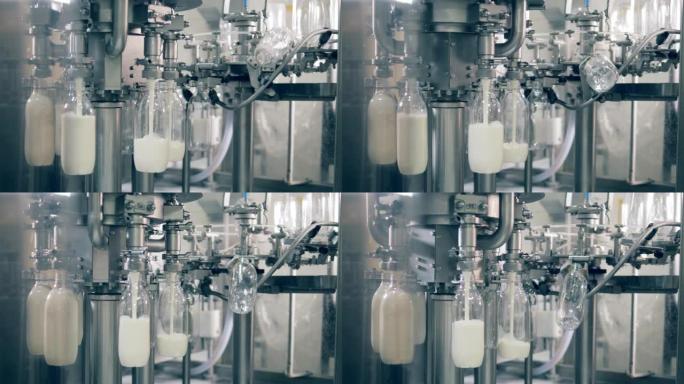 旋转运输机正在将新鲜牛奶倒入瓶子中。用牛奶灌装瓶子的自动化过程。