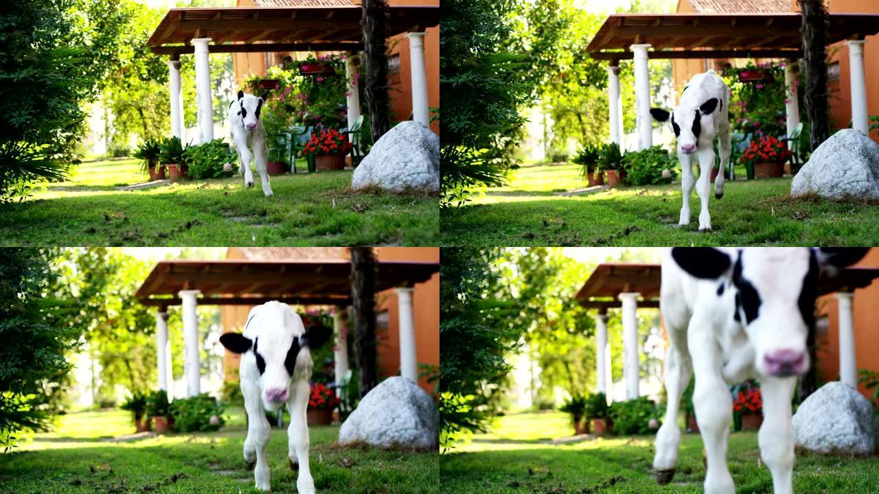 一位农民农场的花园里的一只小狗牛带来了健康，有机的食物，使其具有正确和天然的食物。