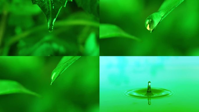 唯美树叶水滴创意升格拍摄