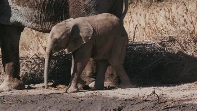 纳米比亚埃托沙国家公园，一只可爱的小象在其母亲身上摩擦的4k特写镜头