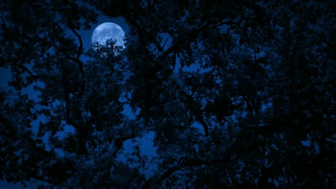 浓树下的满月夜色夜景月