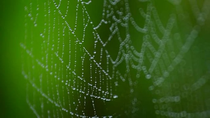 绿色背景蜘蛛网绿色背景蜘蛛网