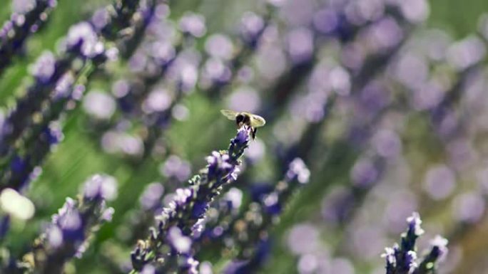 在阳光明媚的日子里，蜜蜂从薰衣草花中起飞。法国普罗旺斯。慢动作镜头