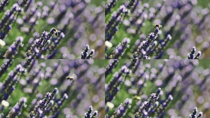 在阳光明媚的日子里，蜜蜂从薰衣草花中起飞。法国普罗旺斯。慢动作镜头