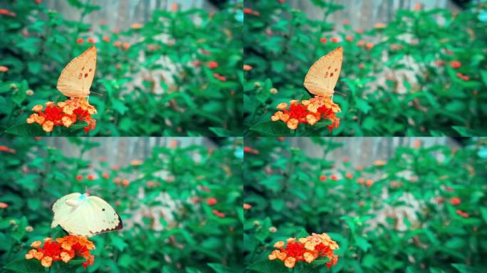 蝴蝶飞起慢动作
