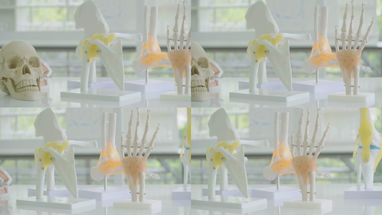 多莉拍摄解剖模型，如头骨，脚，手，膝盖，希普在实验室。