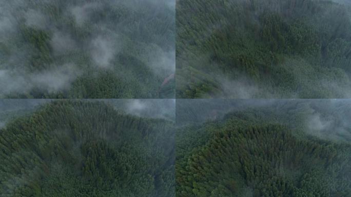雾中的茂密松树木材的鸟瞰图，4k