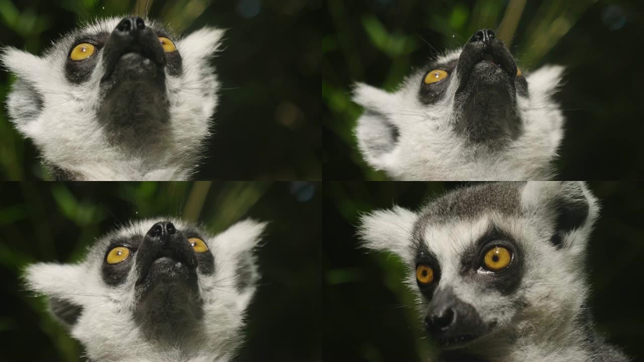 环尾狐猴 (lemur catta) 是大型strepsirrhine灵长类动物，由于其长而黑白的环