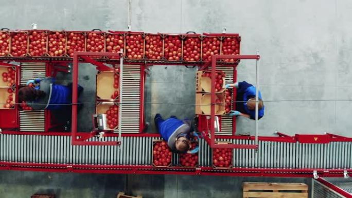 工厂输送机和工人分类番茄盒的俯视图