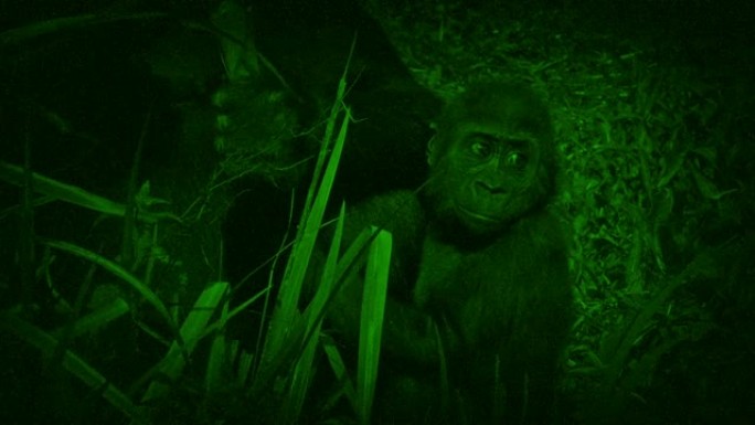 小猩猩的夜视视图夜视镜看大猩猩