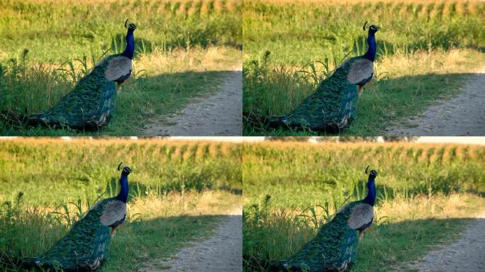一只山鸡，一只美丽的孔雀走在田野里，美丽的大片茂密的羽毛，绿蓝的颜色，五颜六色，绿草如茵，孔雀的眼睛