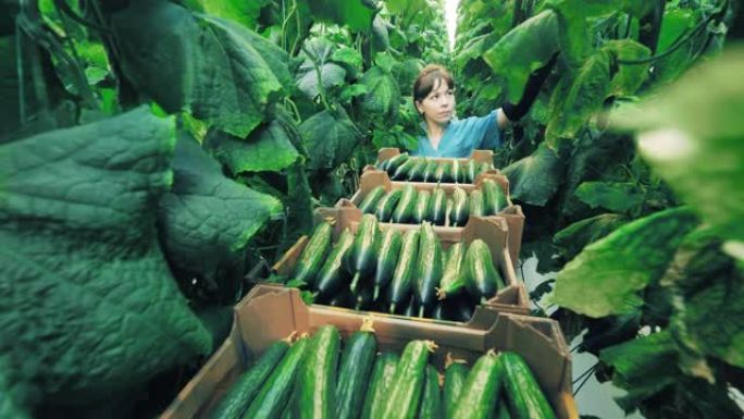 女温室工人正在收集成熟的黄瓜