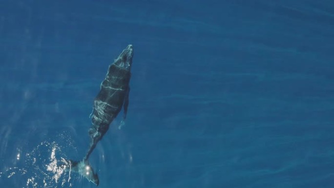座头鲸在原始海水中游泳