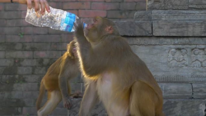 特写: 面目全非的女人给口渴的猴子一瓶水。