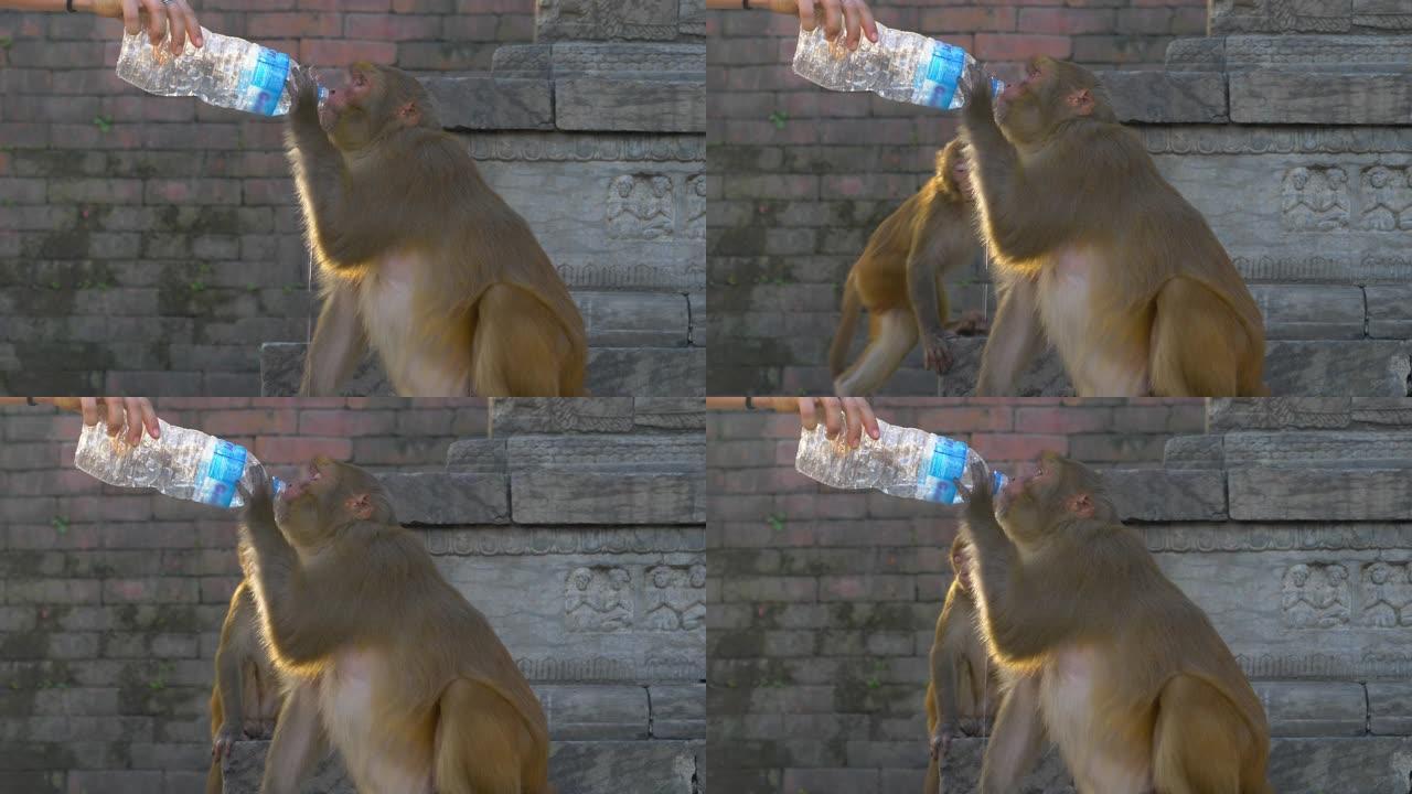 特写: 面目全非的女人给口渴的猴子一瓶水。