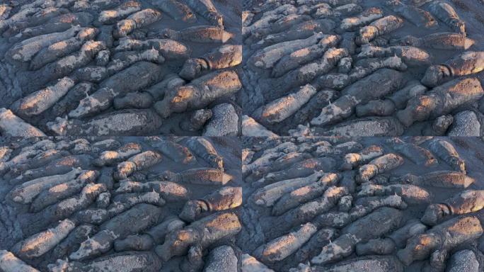 由于干旱和气候变化，博茨瓦纳奥卡万戈三角洲，一群绝望的河马在一个消失的泥潭中聚集在一起的特写鸟瞰图