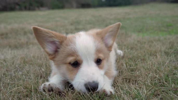 大自然草地上可爱的小狗柯基犬的肖像