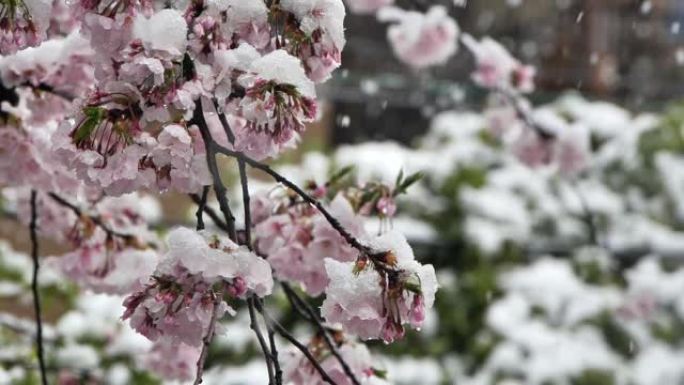 盛开的季节雪和樱花
