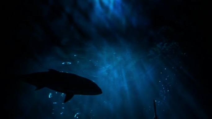 水下阳光和金枪鱼深海神秘幽暗潜水蓝鲸鱼