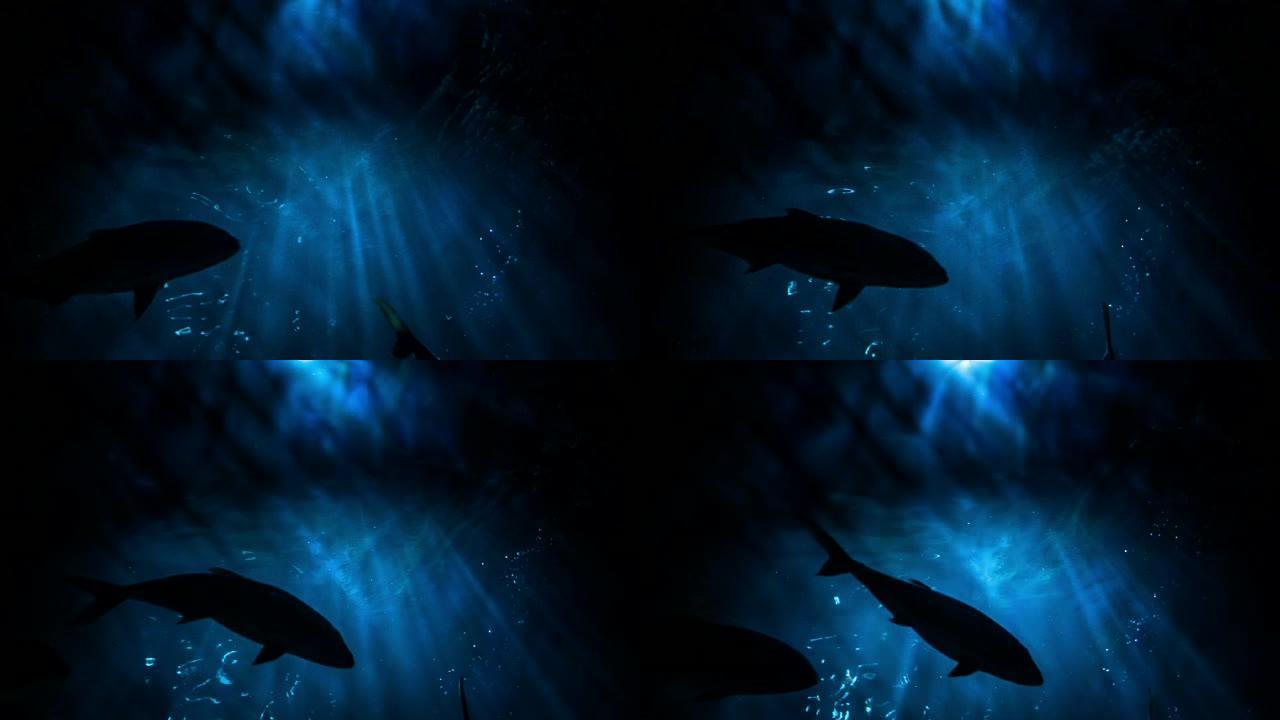 水下阳光和金枪鱼深海神秘幽暗潜水蓝鲸鱼