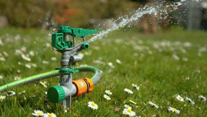 关闭自动喷水器在郁郁葱葱的绿色草坪上洒满了雏菊