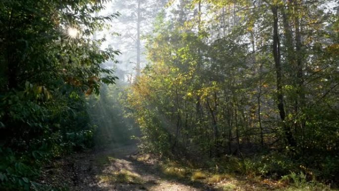 阳光穿过秋天森林中的树木。万向节射击。沿着森林小径行走