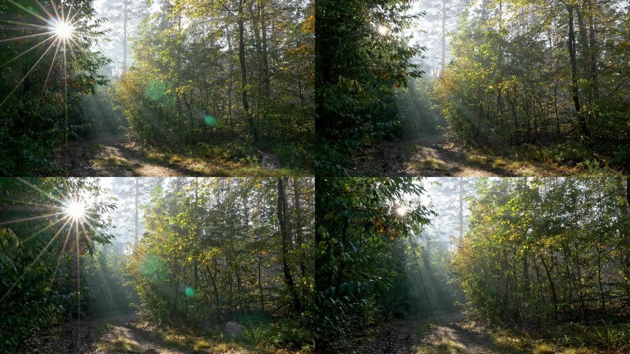阳光穿过秋天森林中的树木。万向节射击。沿着森林小径行走