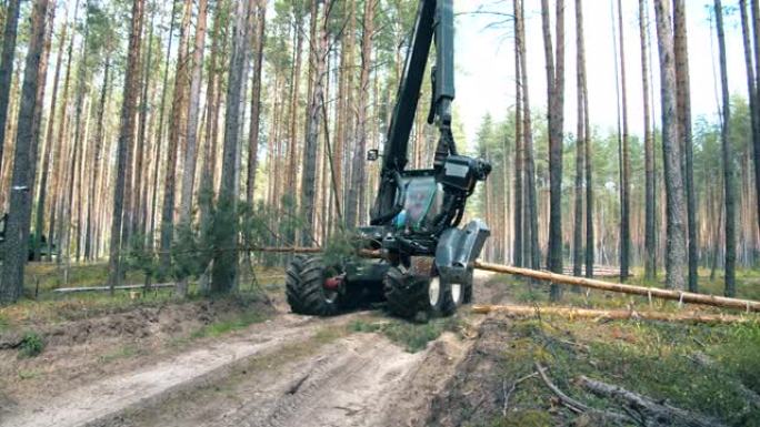 机械收割机正在砍树。森林砍伐，森林砍伐概念。