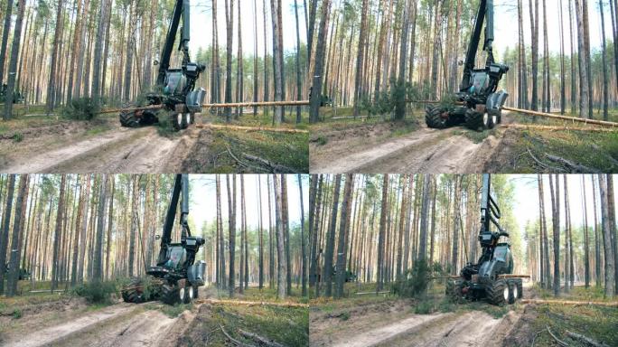 机械收割机正在砍树。森林砍伐，森林砍伐概念。