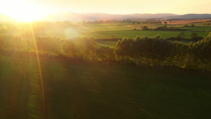空中无人机视图: 阳光明媚的日子里美丽的农田。葡萄园，橄榄树，各种蔬菜种植场和农业生态友好型种植园