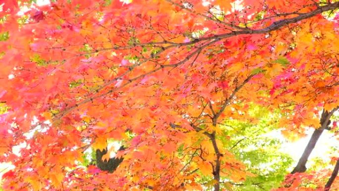 秋天秋季深秋秋色秋叶树叶红叶