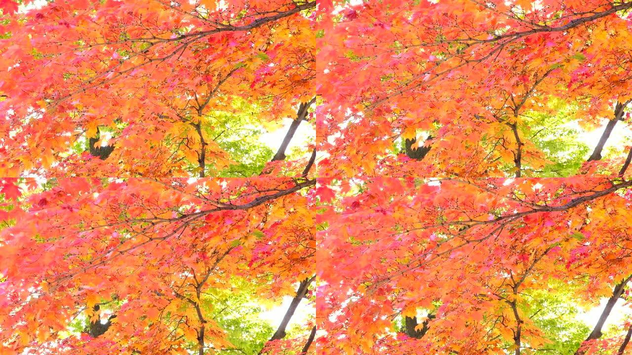秋天秋季深秋秋色秋叶树叶红叶
