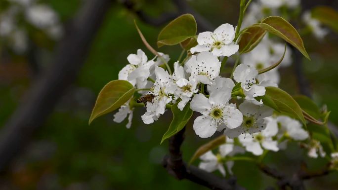 蜜蜂梨花视频