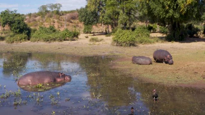 津巴布韦河流边缘浅水中的河马和长翅鹅的特写鸟瞰图