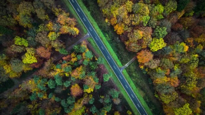 空中: 森林中的道路