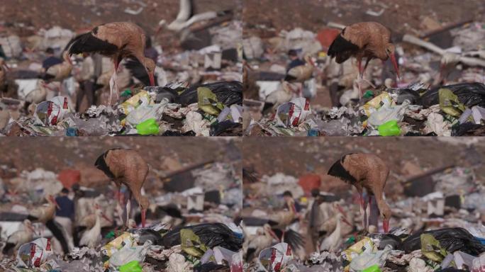 在垃圾填埋场清理食物的非常肮脏的欧洲白鹳的4k特写视图