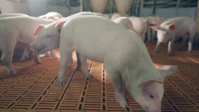 农场小猪正朝着摄像机移动。现代养猪场