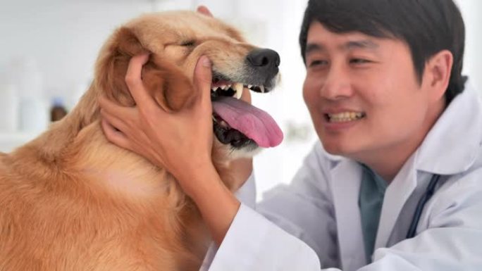 亚洲职业男子兽医检查狗并抚摸狗。在兽医诊所。兽医，关系，人，医疗保健和医学，宠物爱情概念