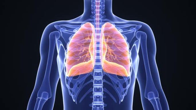 健康呼吸的人的医学3d动画