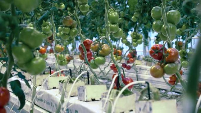 树枝上有西红柿的温室。农业产业，新鲜蔬菜概念。